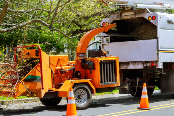 How Our Tree Care Process Works  in New Hope, MS